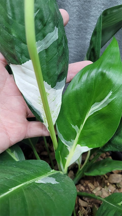 Spathiphyllum with variegated leaves