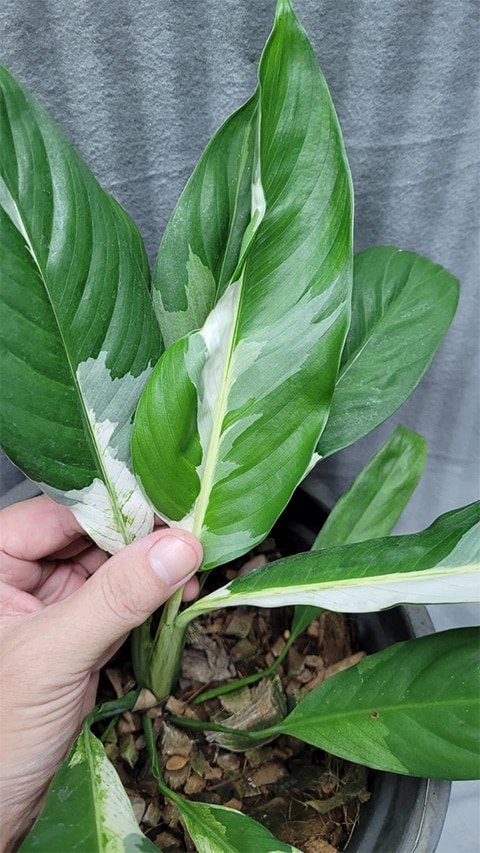 Spathiphyllum with variegated foliage