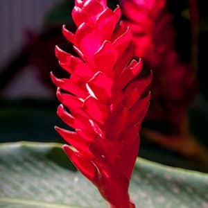 Alpinia purpurata red for sale