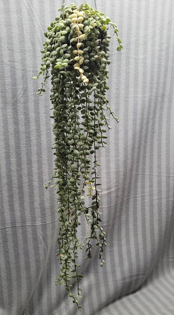 Dischidia nummularia variegata for sale