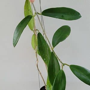 Hoya meliflua bigger leaves for sale