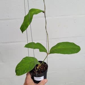 Hoya meredithii for sale