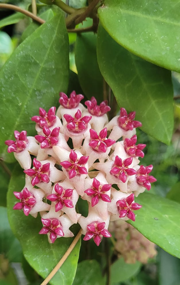Hoya cv. 'Patricia' flowering