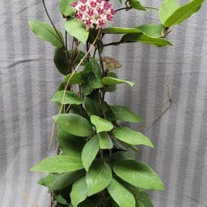Hoya cv. 'Patricia' large plant for sale