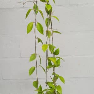 Hoya limoniaca for sale