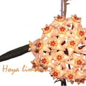 Hoya limoniaca flowering
