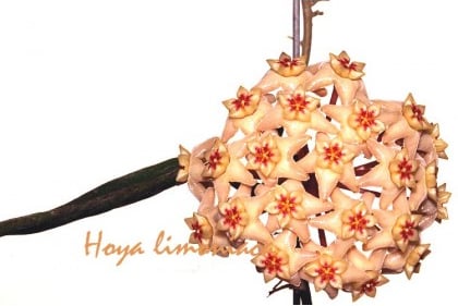 Hoya limoniaca flowering