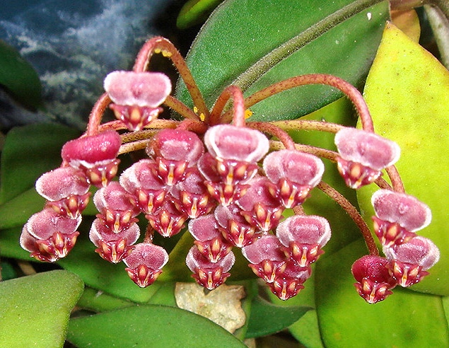 Hoya litoralis flowering