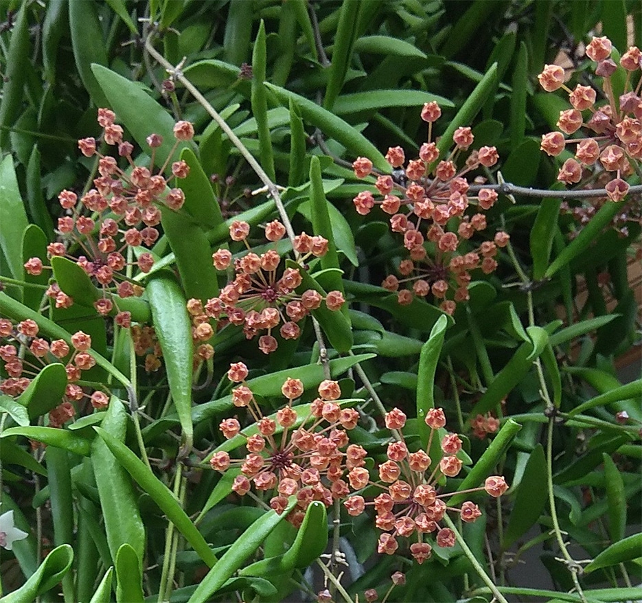 Hoya loheri flowering