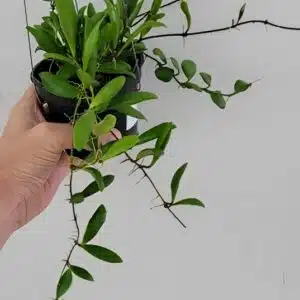 Hoya loheri - large plant for sale