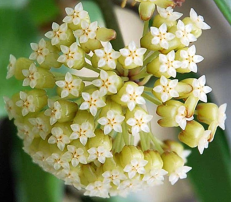 Hoya macgregorii flowering