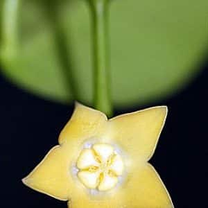Hoya mariae flower