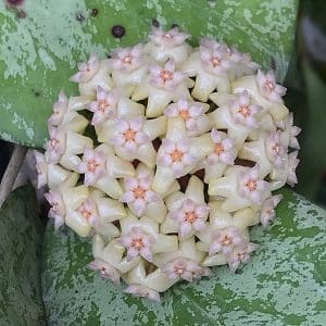 Hoya cv. 'Michelle' flowering