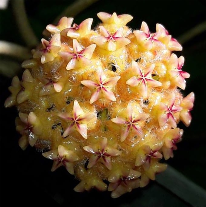 Hoya mindorensis 'Orange' flowering
