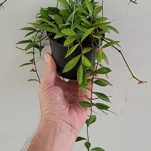 Hoya mini kentiana