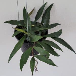 Hoya mirabilis for sale