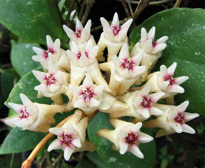 Hoya mitrata flowers