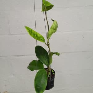 Hoya monettae large plant