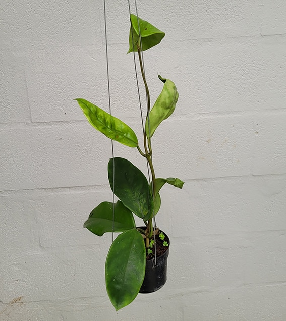 Hoya monettae large plant