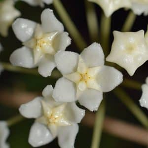 Hoya monettae flowering