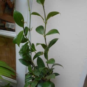 Hoya obscura large plant for sale