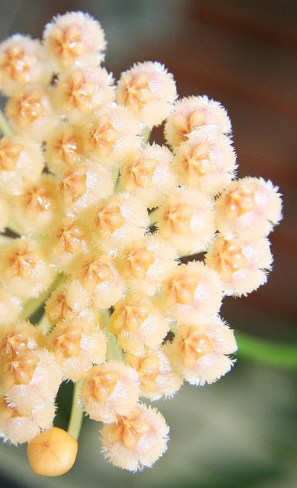 Hoya obscura flowering