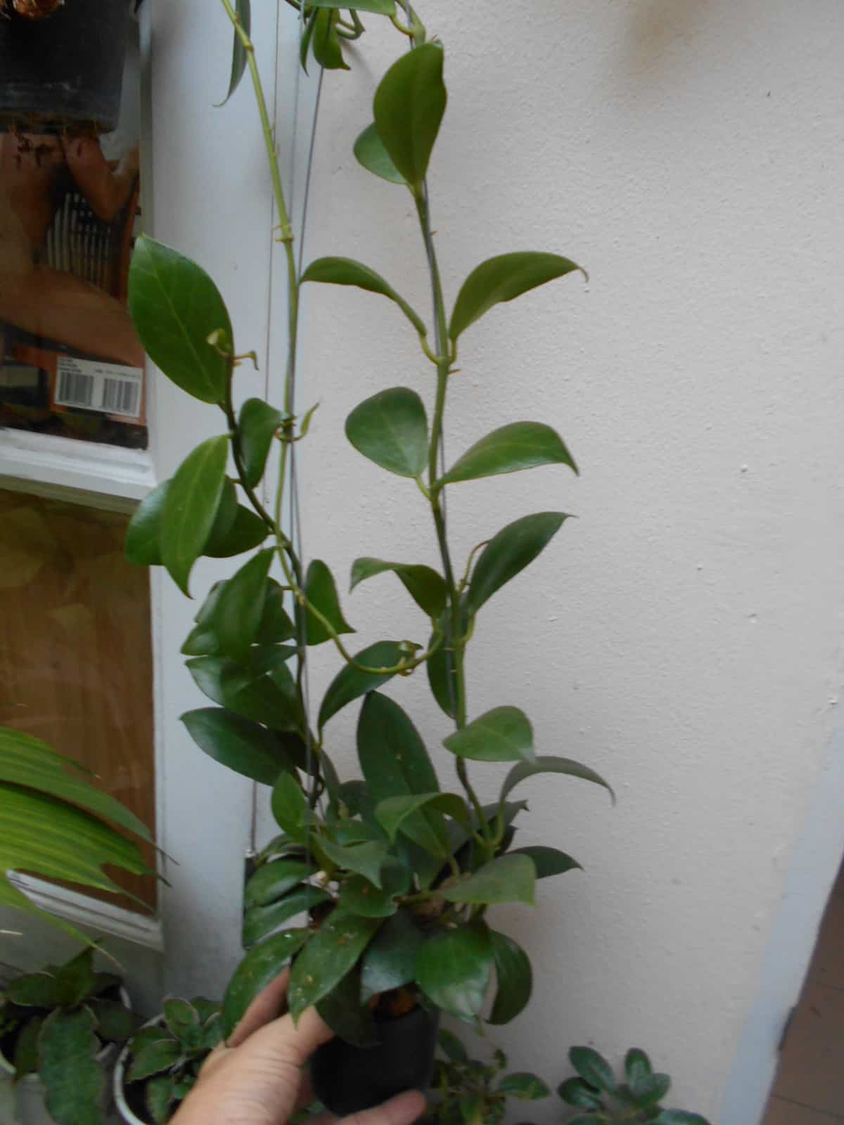 Hoya obscura large plant for sale