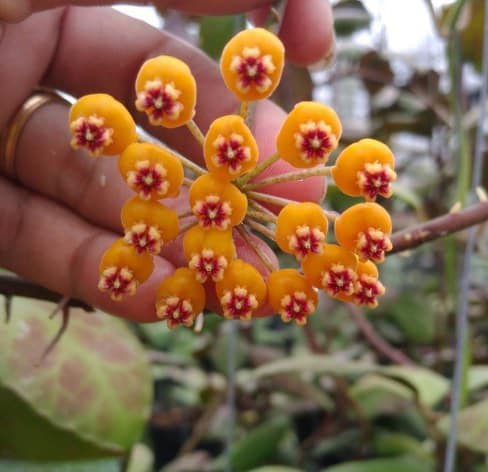 Hoya waymaniae flowers