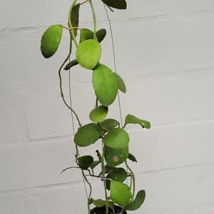 Hoya waymaniae (round leaves) for sale