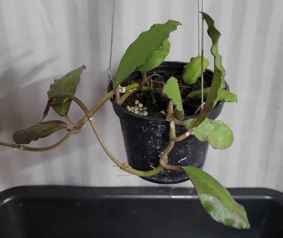 Hoya waymaniae large plant