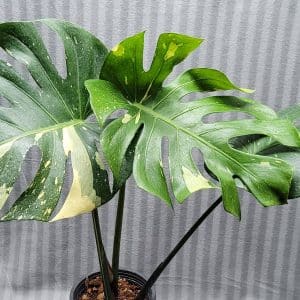 Large Monstera deliciosa variegated 'Thai Constellation' for sale