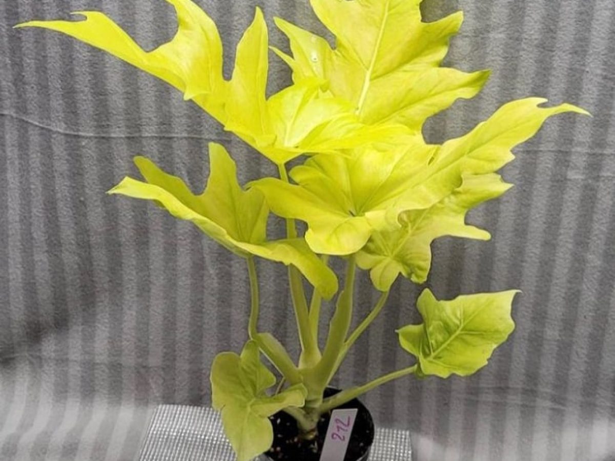 burle marx philodendron 4