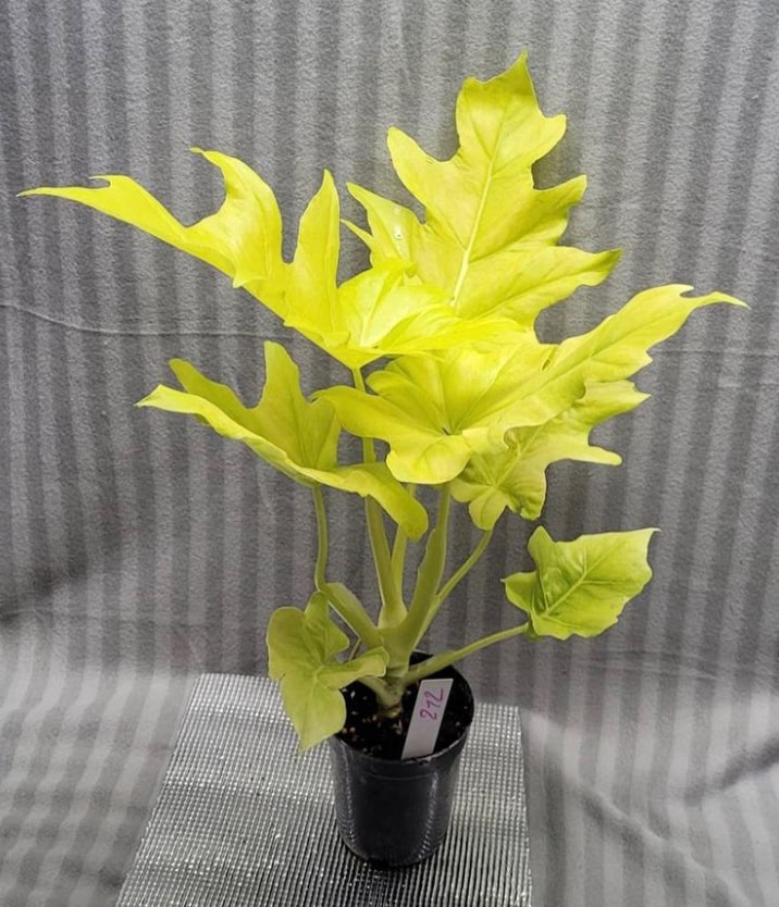 Philodendron warscewiczii Aurea flavum for sale