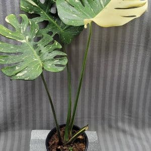 Variegated Monstera deliciosa 'Thai Constellation' large for sale