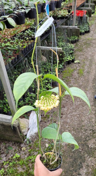 Hoya linusii phyllura blooming plant