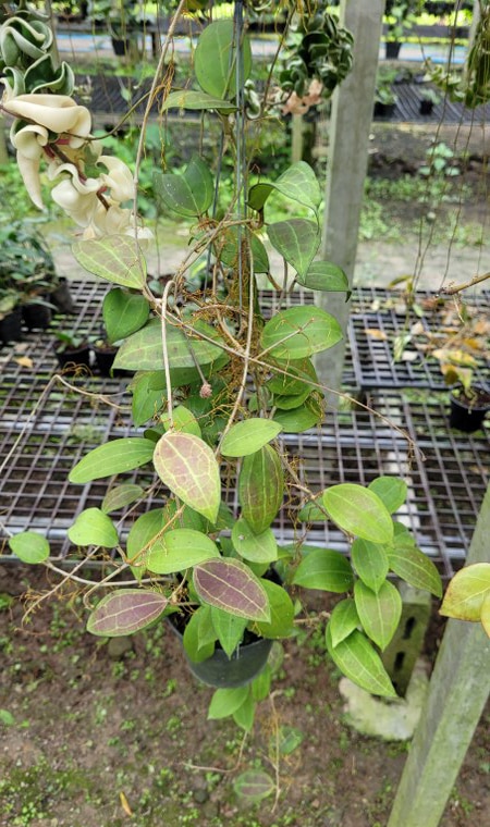 Hoya linusii phyllura for sale