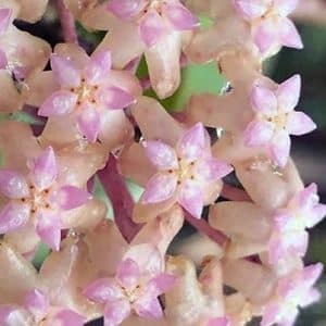 Hoya cv 'Joy' flowering