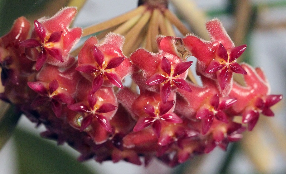 Hoya cv. 'Nathalie' flowering