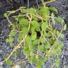 Hoya nummularioides for sale