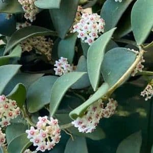 Hoya nummularioides bloom