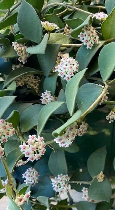 Hoya nummularioides bloom