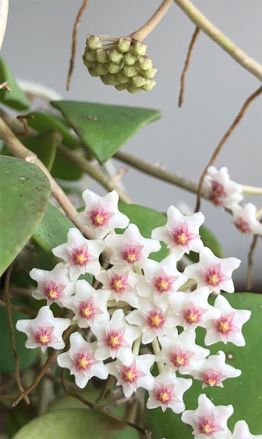 Hoya nummularioides flowers