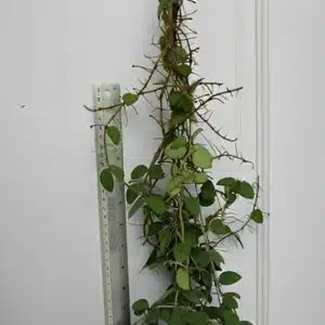 Hoya nummularioides 'Pink corona' - large plant for sale