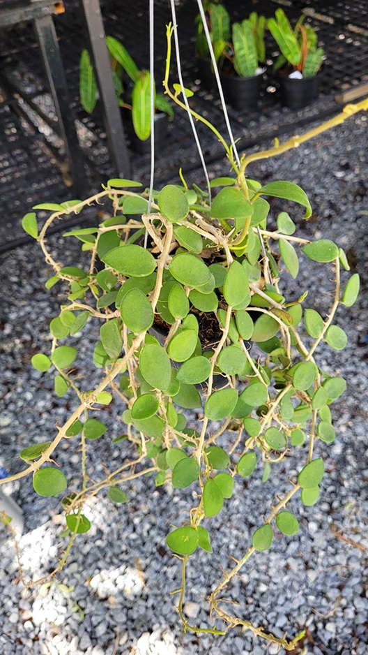 Hoya nummularioides for sale
