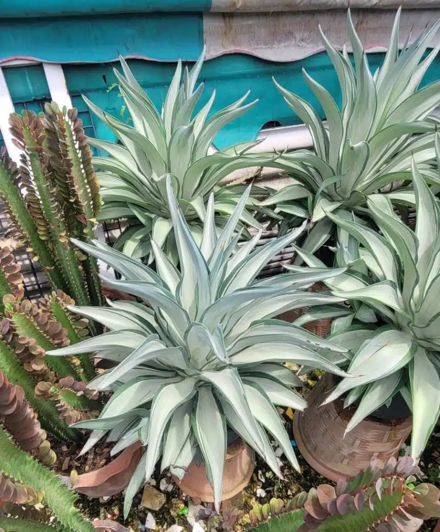Buy Variegated Agave desmettiana online store