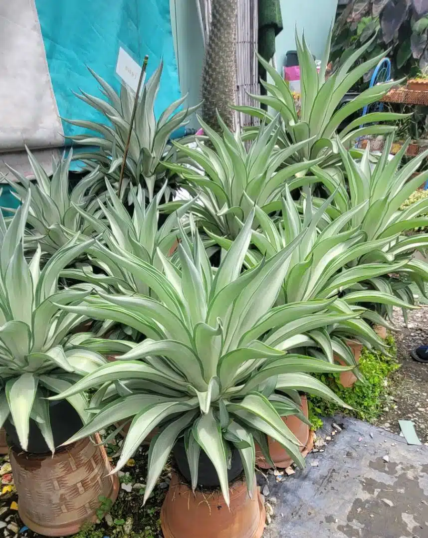 Variegated Agave desmettiana for sale