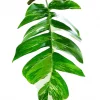 Epipremnum (Pothos) Plants