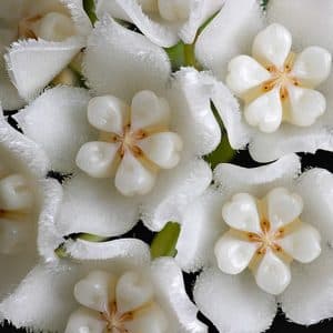 Hoya thomsonii 'White' for sale