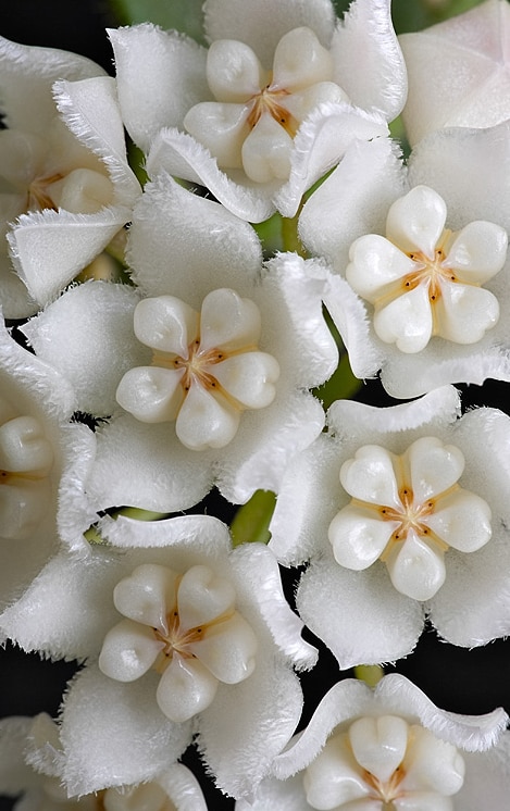 Hoya thomsonii 'White' for sale