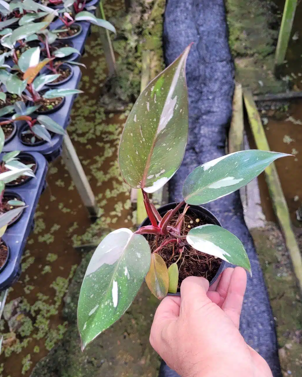 Philodendron Anderson's Red for sale